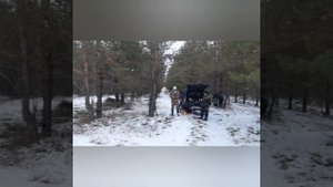 Охота с русским гончими на зайца русака.