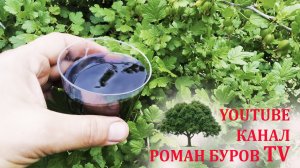 Подкормка крыжовника на большой урожай на даче летом. Крыжовник уход подкормка выращивание.
