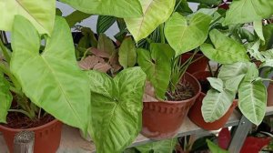 4 Ways To Make Arrowhead Vine Healthy & Vibrant | Syngonium Podophyllum Care Tips