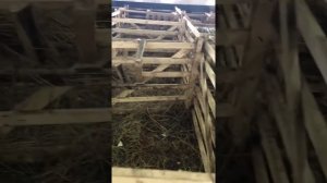 ПРАВИЛЬНОЕ Устройство овчарни полностью, с размерами и описанием! ФЕРМА ГОЛДЕН ЛАМБ