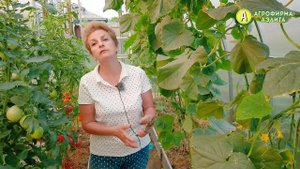 Популярные Сорта Огурцов от Агрофирмы Аэлита