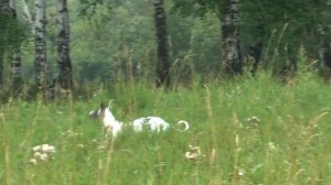 Прогулка с Евой_2014