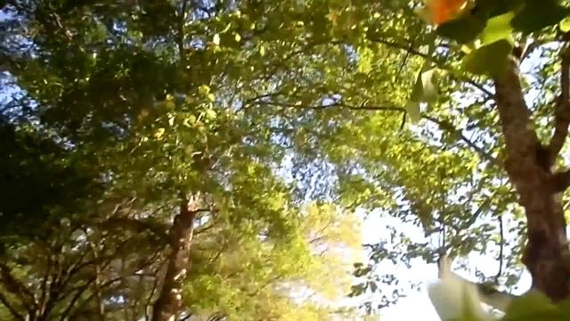 Тюльпановое дерево. смотреть онлайн