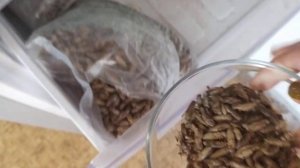 Взвешиваю и пересчитываю сверчка. Сколько штук в килограмме