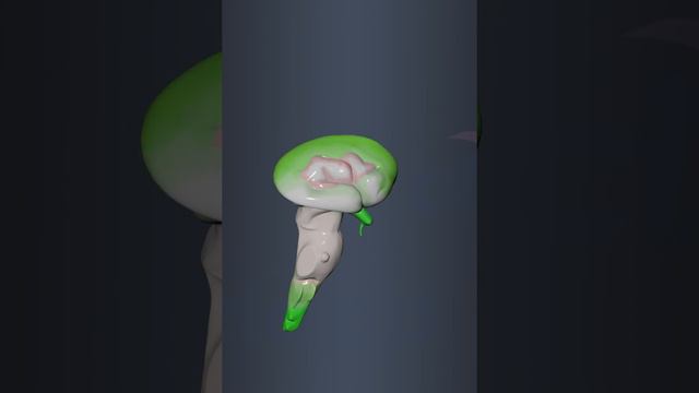 Brain - anatomy of brain