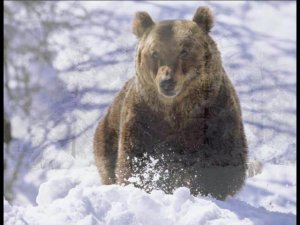 МЕДВЕДЬ. Слайд-фильм по сказу Н.Д. Спириной (по мотивам Жития Преподобного Сергия Радонежского)