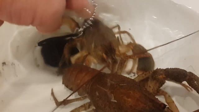 Как мучить раков в доме смотреть онлайн