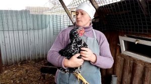 С какого ВОЗРАСТА у кур начинается яйценоскость.