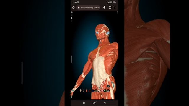 MAIS UM SITE PARA AJUDAR TODOS VOCÊS.SITE DE ANATOMIA COMPLETO. смотреть онлайн