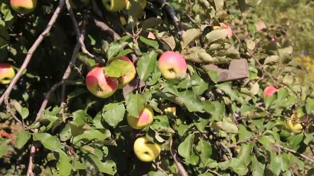 Яблоня Синап Орловский смотреть онлайн