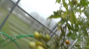 Помидоры в октябре. Теплица ещё радует урожаем