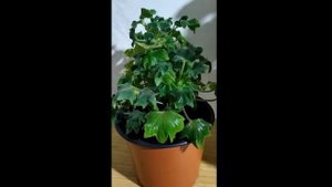 Что положить на дно горшка ? Дренажный слой .О дренаже для  комнатных растений. Мой опыт и советы.