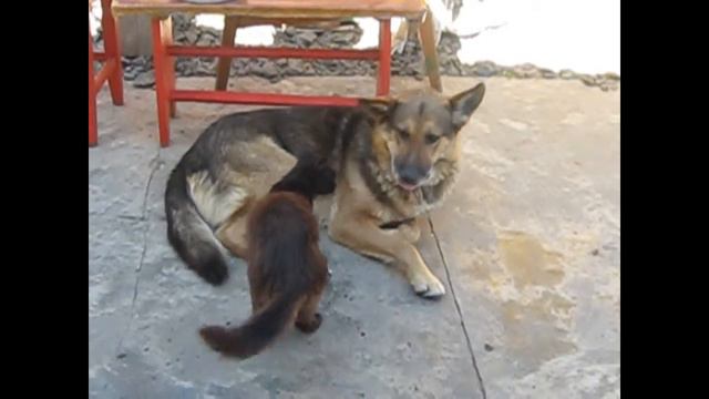 [Смотреть смешное видео про животных] - Смешные коты смотреть онлайн