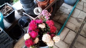 Букеты к 1- му сентября из садовых цветов.