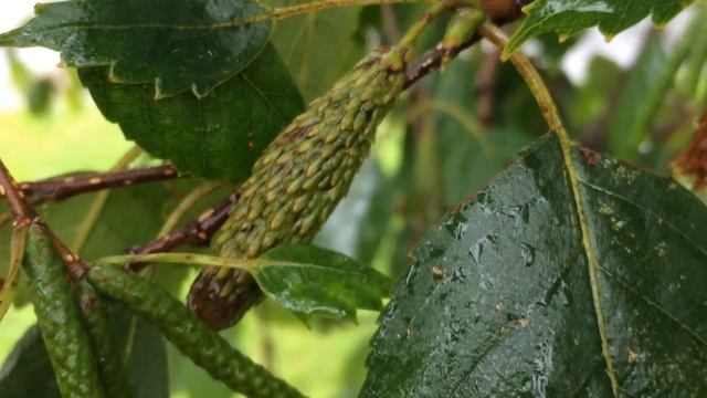 Downy Birch (Betula pubescens) - catkins close up - September 2017 смотреть онлайн
