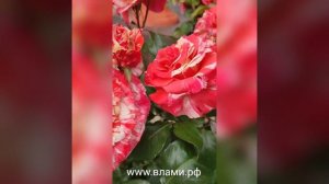 Роза Папагено и Ти Клиппер после плохой зимовки