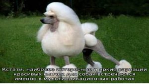 Красивые имена и клички для собак