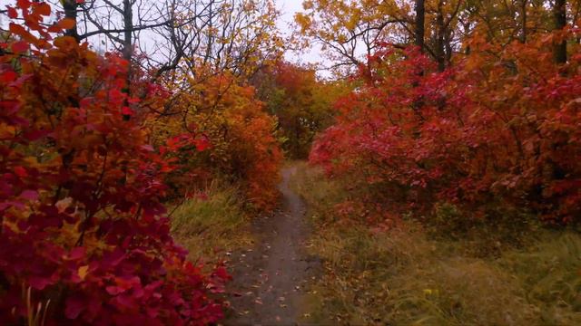Прогулка лески Одесса смотреть онлайн