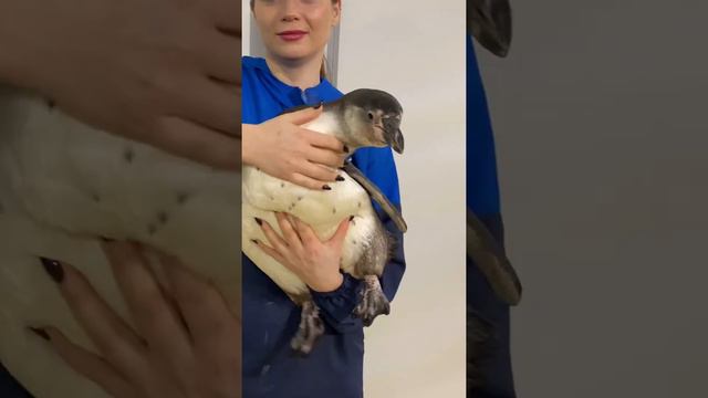 Пузан 😍 #пингвин #пингвины смотреть онлайн