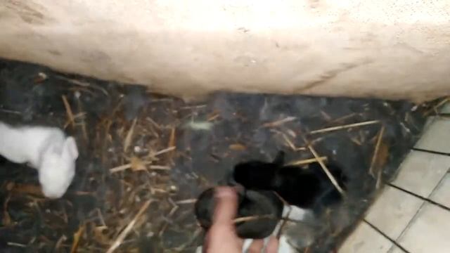 Окрол бельгийского великана.