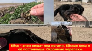 Ейск - змеи кишат под ногами.  Азовское море. Дельфины, черепахи и собаки.