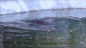 Московский зоопарк 2020. Карликовый бегемот.