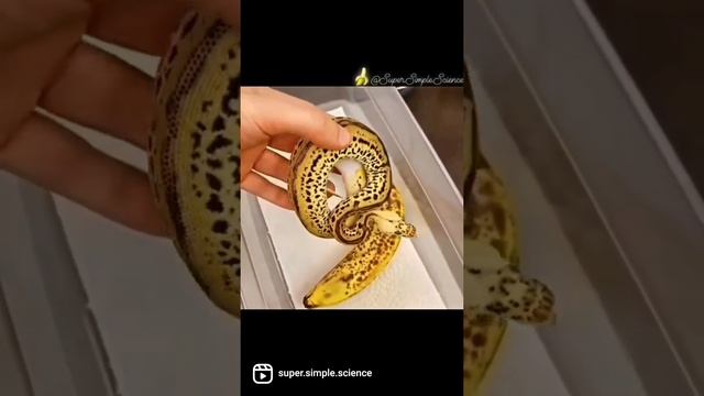 Now We Make Snakes That Look Like Fruit ? | Banana Snake | Rare | Ball Python |Biology | Breeding