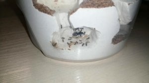 ОХОТА МУРАВЬЕВ!!! #1 лазиус нигер