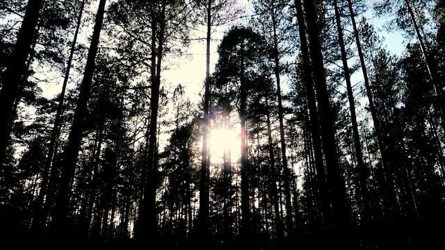 Красивый легкий летний вечер в лесу для отдыха смотреть онлайн