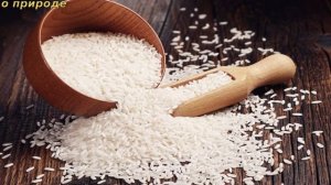 ИНТЕРЕСНЫЕ ФАКТЫ О РИСЕ.