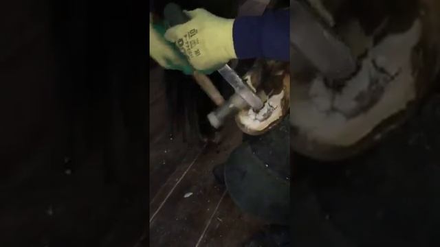 Расчистка копыт обсечкой.