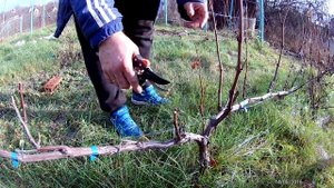 Обрезка винограда Гурзуфский розовый на рожки(без сучка замещения)