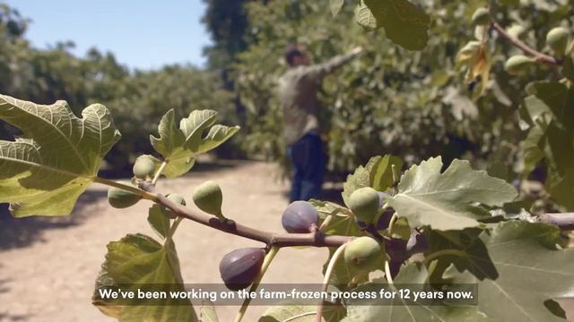 The Dirt on Figs by Daily Harvest смотреть онлайн