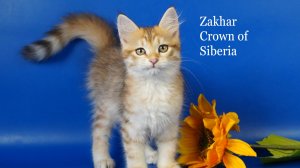 Сибирский мальчик Zakhar Crown of Siberia, 2,5 месяца, окрас черный золотой пятнистый