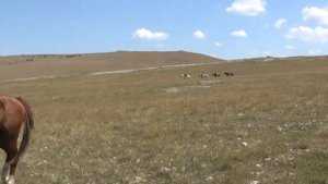 Туристические песни  Песни у костра  Караванщик Али