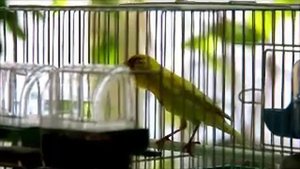 Happy Birds: пение кенара из Павлово-на-Оке