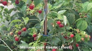 Саженцы малины из питомника. Ремонтантная малина сорта Квели.