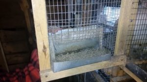 Мой опыт, выращивание  кролей без сена и прививок .