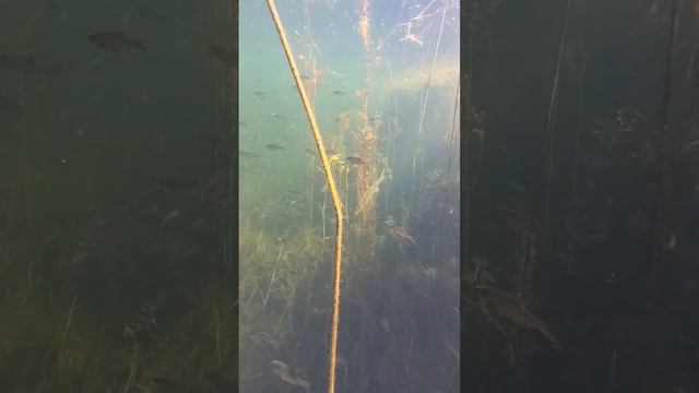 Морской прозрак на реке Тобол в Лисаковске. Изобилие мелочи и много зубастой. смотреть онлайн