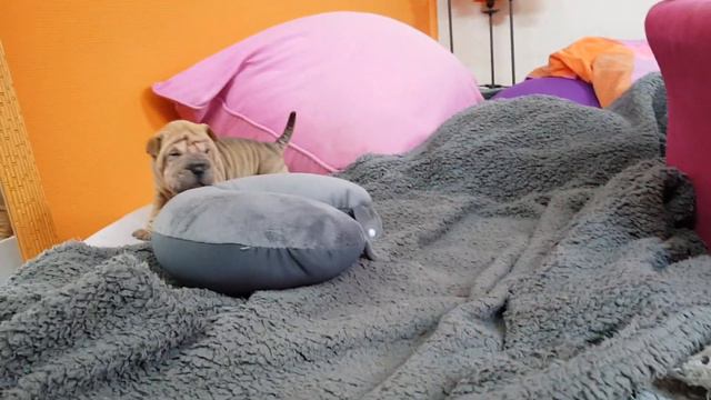 our 4 sharpei girls 3.5 weeks old смотреть онлайн