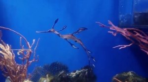 Морской дракон