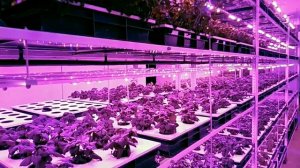 Вертикальные фермы. Обзор выращивания на гидропонике (базилик, мята, руккола) #1