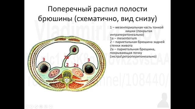 Поперечнный распил полости брюшины 2022-02-25 09-27-38.mp4