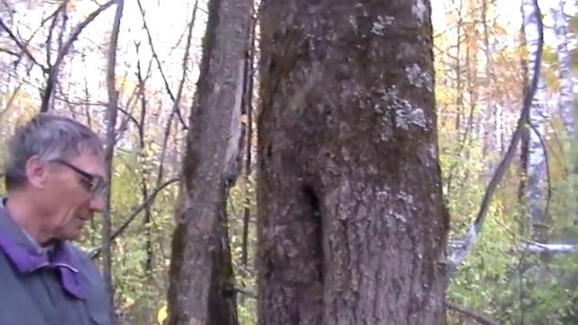 Жизнь пчёл в дупле дерева. смотреть онлайн