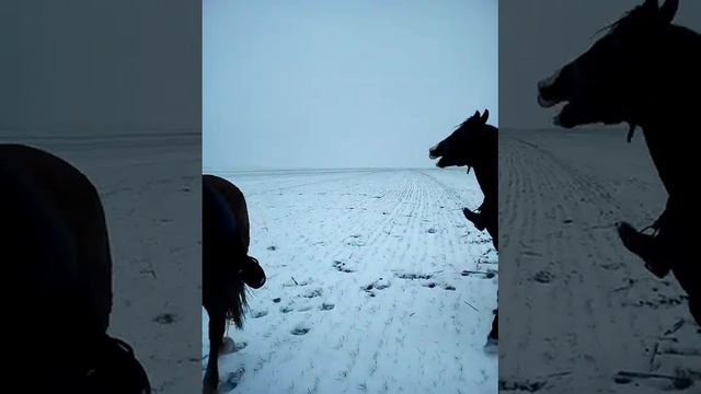 Верховая езда, конники, спорт.. смотреть онлайн