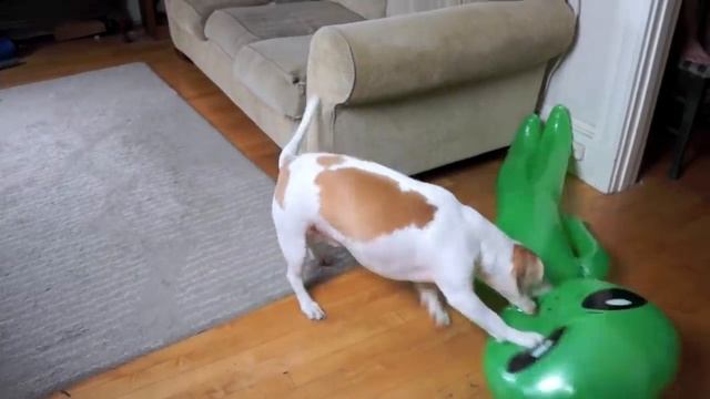 Dog Pranked with Alien: Funny Dog Maymo