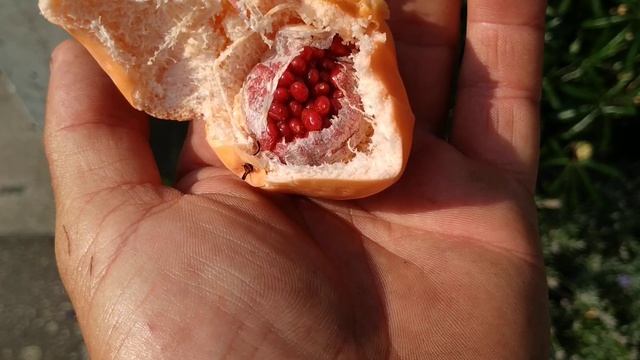 Blue Passion Fruit (Passiflora caerulea) in Germany смотреть онлайн