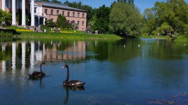 Белые и чёрные лебеди смотреть онлайн