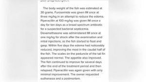 Асцит (водянка) у анциструсов. Успешный опыт лечения рыбок