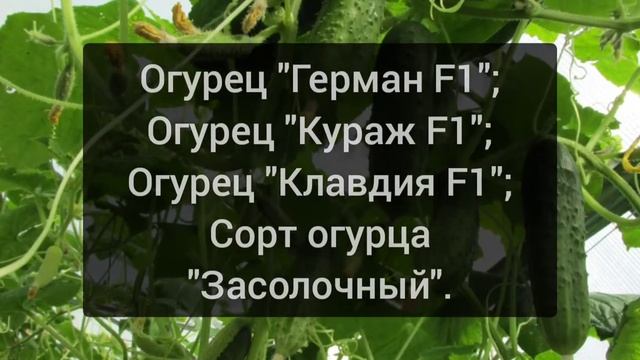 Лучшие огурцы для теплицы, которые можно посадить весной и снимать урожай до осени. 10 сортов смотреть онлайн